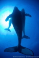   Humpback Whales This mother calf escort male swam directly us during dive. dive  